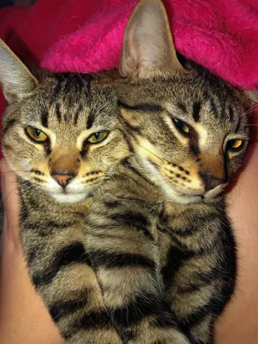 Adoção + mesada mensal