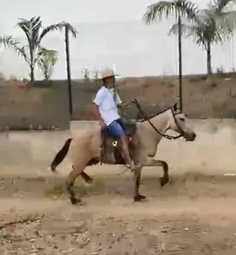Cavalo marchador