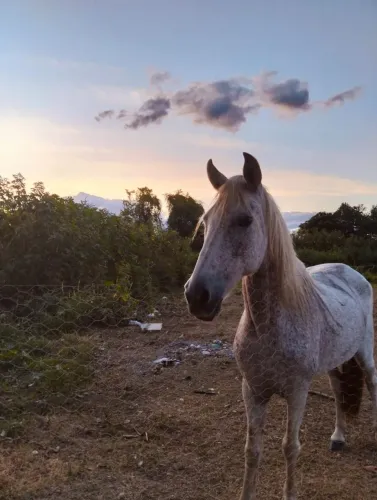 Vendo cavalo manso castrado tem 8 anos ou troco por algo do meu interesse...