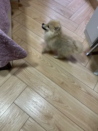 Lulu da Pomerania