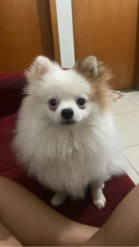 spitz-alemão procurando uma namorada/ disponível para cobertura..