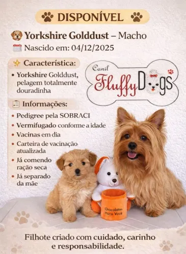 Filhote Yorkshire Gold (Golddust) macho 