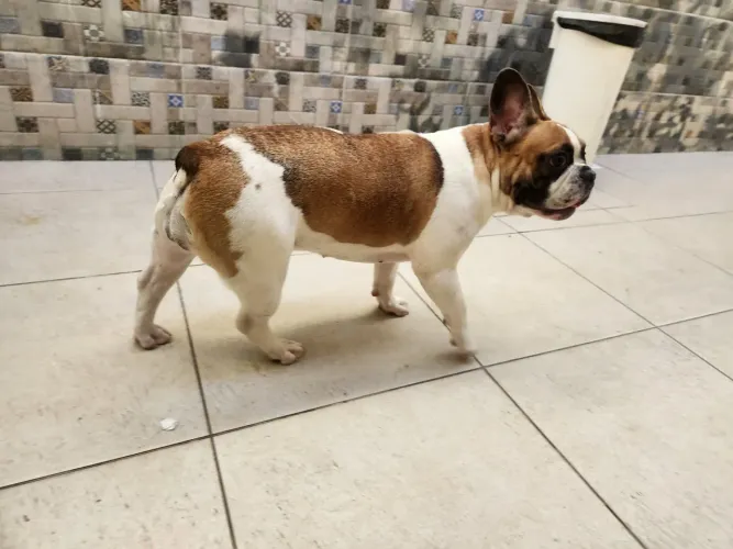 Buldogue francês a venda