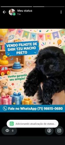 Vendo filhote de shitzu puro macho na cor preto.