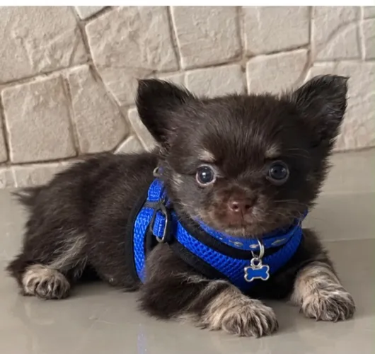 Chihuahua de luxo com pedigree