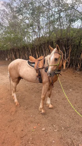 Cavalo Palomino MM marcha picada
