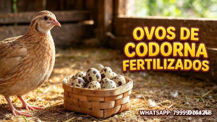 Ovos de codorna fertilizados