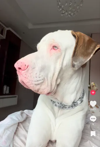 Vendo filhote de dog alemão 