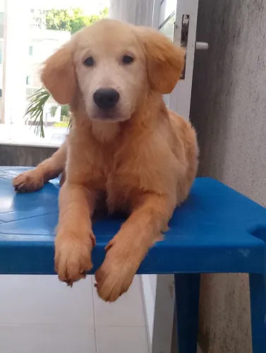 Filhote de Golden
