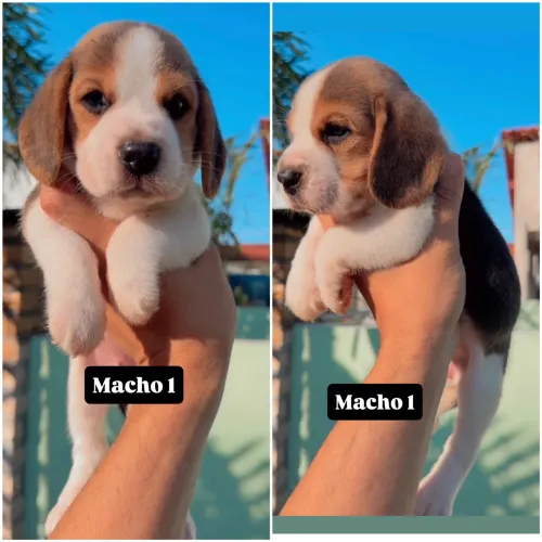 Filhotes de beagle macho com pedigree, linhagem de exposição