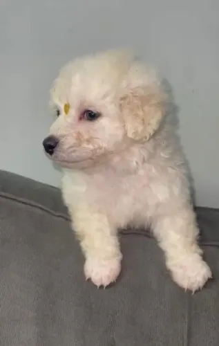 Maltês