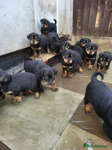Cachorro filhote rottweiler brincalhão saudável com saúde em dia