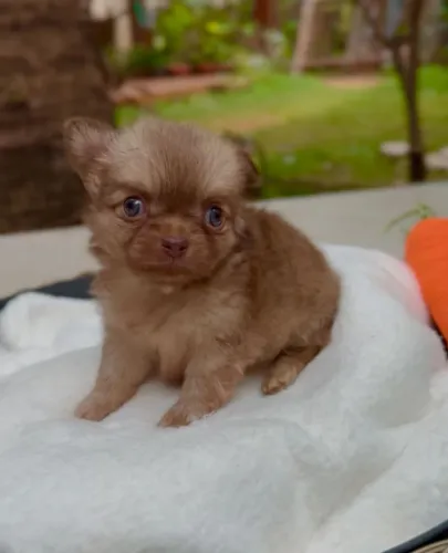 Chihuahua Pêlo Longo Macho Disponivel!! Visite Nosso Canil. 