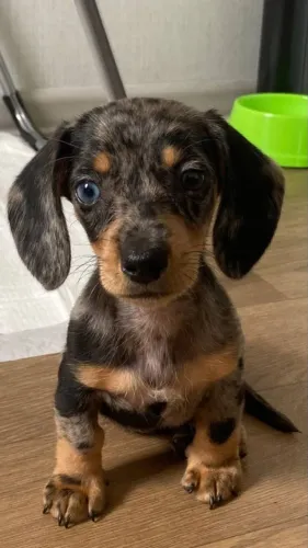 Basset teckel docil e saudavel