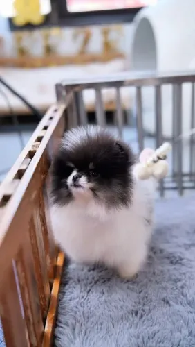 Lulu da Pomerânia