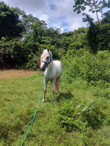 Vendo ou troco