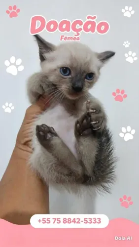 Gatinha para adoção