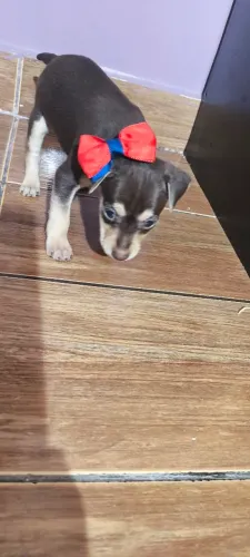 Pinscher macho