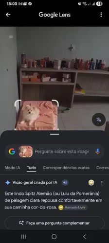 Spitz alemão