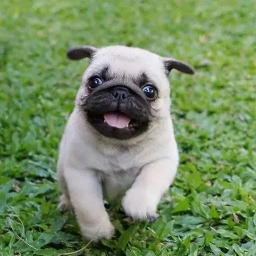 Mine pug fofinhos 