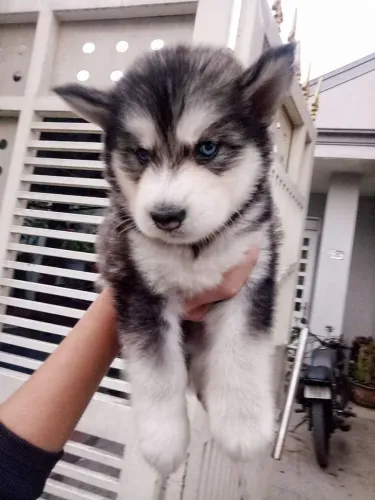 Husky siberiano um amigo que não te deixa só 