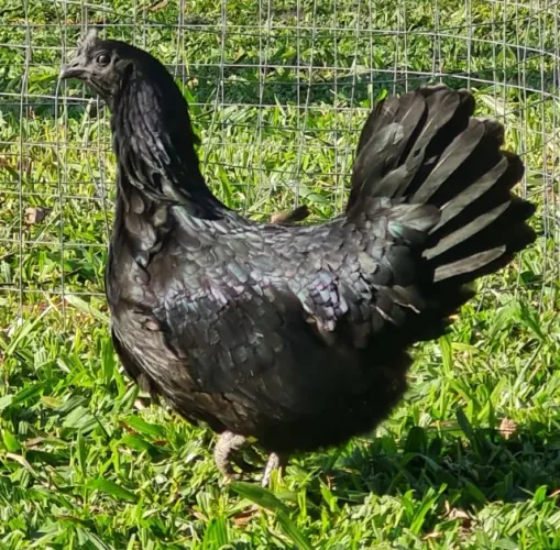 OVOS GALADOS AYAM CEMANI