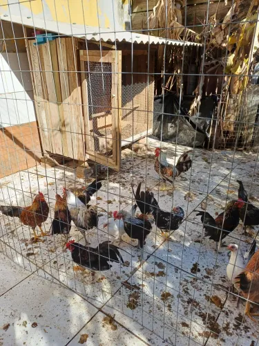 Galos e galinhas  garnizes e de raças Índio 