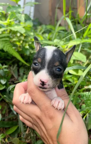 Pinscher padrão 000 Macho (ideal para clientes exigentes de tamanho )