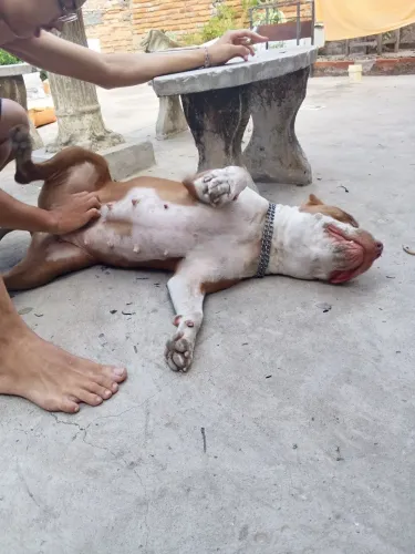 Pitbull fêmea dócil