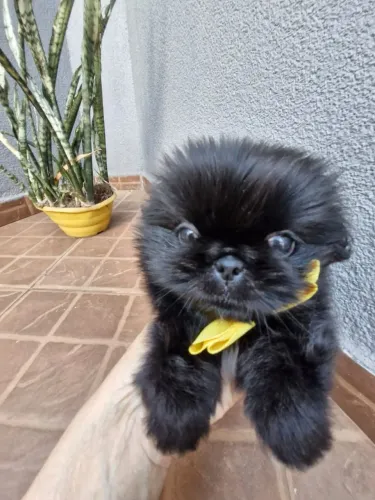 Pequinês machinho preto