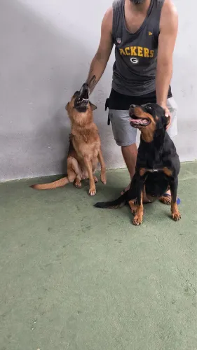 Doação de uma Pastora Alemã e umã  Rottweiler 