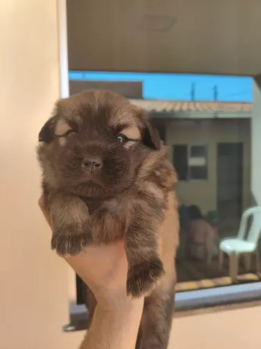 Chow Chow 