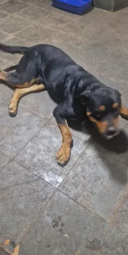 Estou doando esse cachorro
