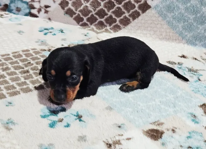 Dachshund Salsichinha