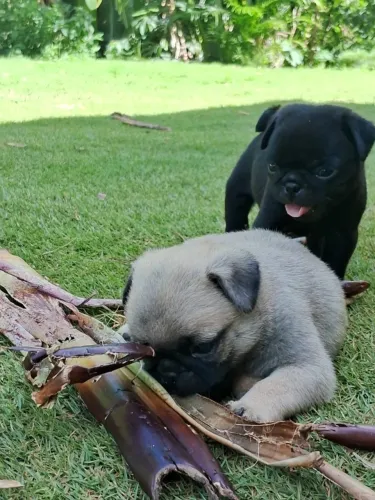 Pug - Vacina V10 Importada: Cuide da Saúde do Seu Melhor Amigo