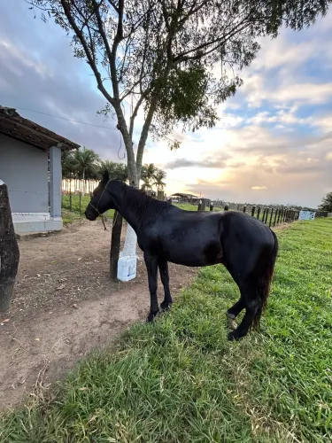 Cavalo
