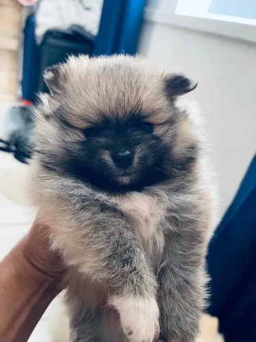 Spitz alemão anão macho