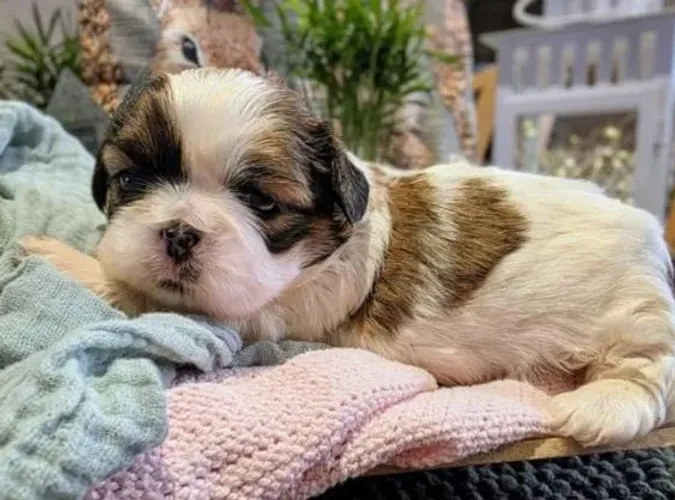 Shihtzu Mini Filhotes Diversão Garantida.