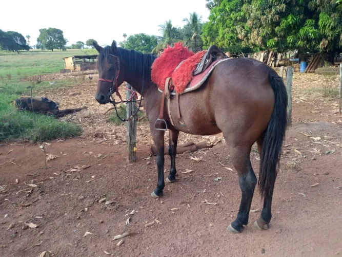 Cavalo e Burro Novos e Domados. Mansos de sela! ? ? Parcelo no cartão. Zap: *