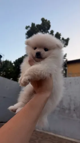 Spitz Alemão- Lulu da Pomerania