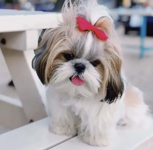 Filhotes De ShihTzu - Quem Precisa De Um Despertador Quando Se Tem Um Cãopanheiro