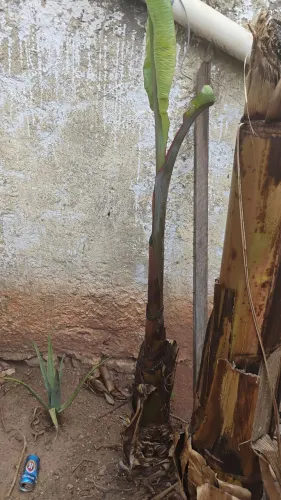 Mudas de banana roxa