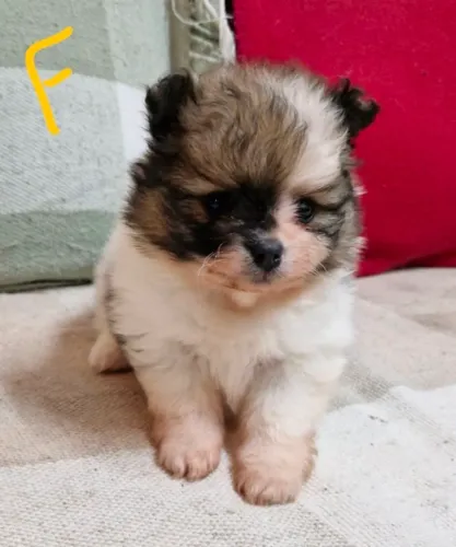 Spitz Miniatura