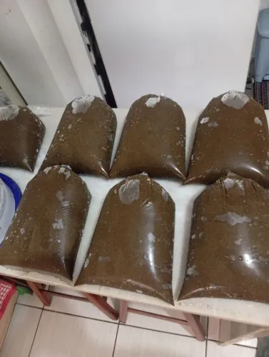 Maniçoba folha de macaxeira