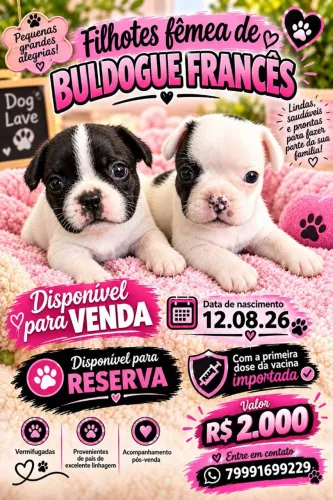 Cachorro