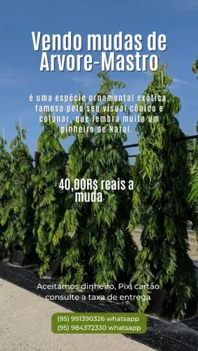 Mudas de árvore-mastro