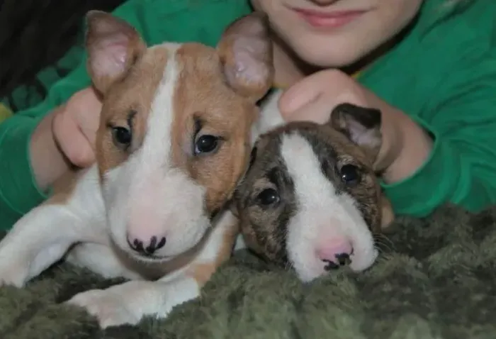 Bull Terrier Companhia que se faz presente
