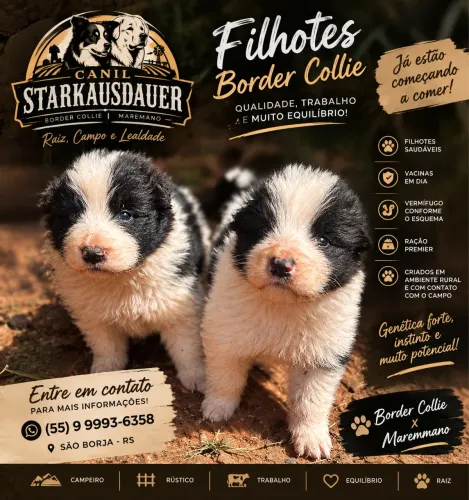 Border collie