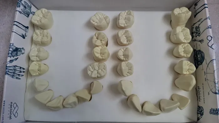 MACRO MODELOS ODONTOLOGICO