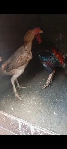 Galinha de raça